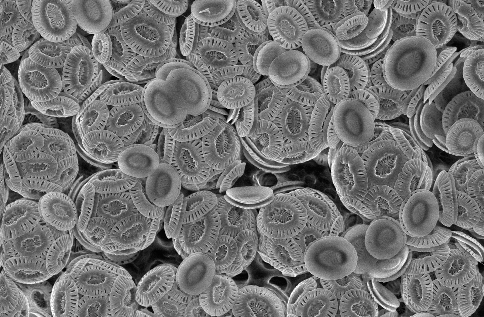 Coccolithophore cells