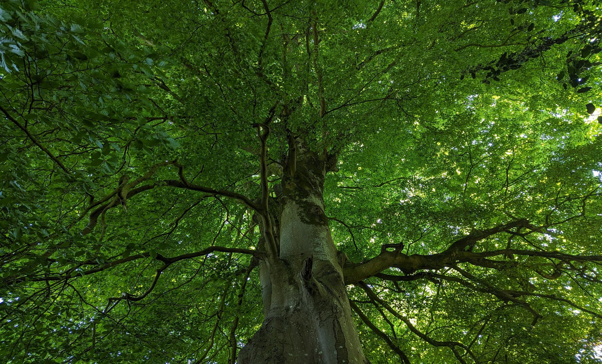 Biomass Change (2024)