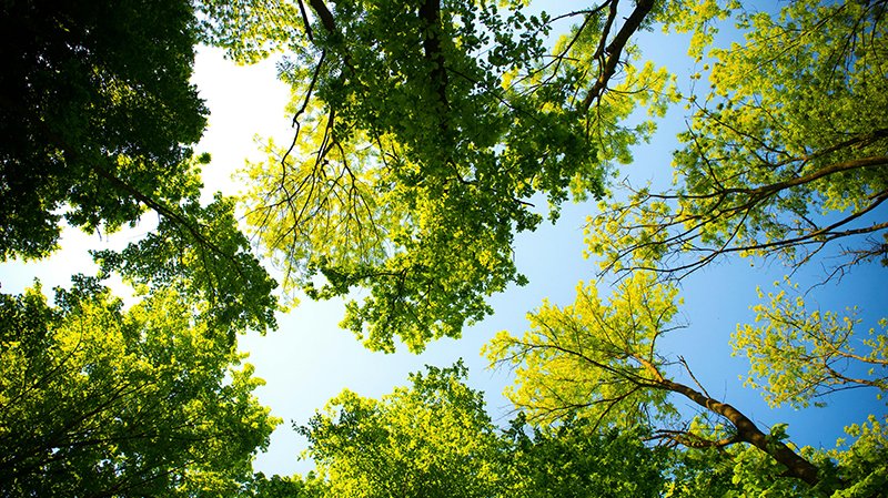 View of tall trees looking up from below