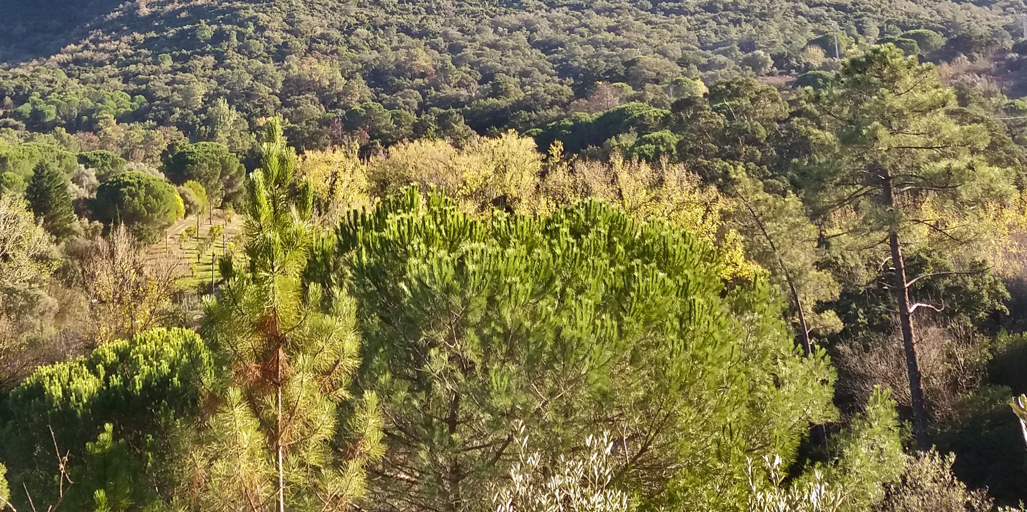 Mediterranean woodland